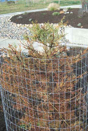 This plant received all the same treatment as the plants in the two photos direcly below.