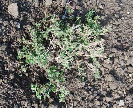 Winter after heavy pruning