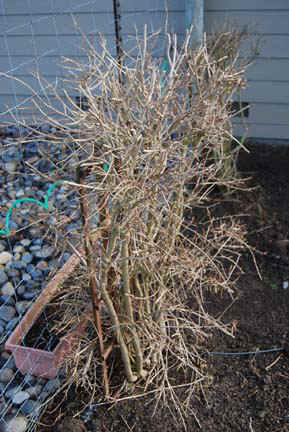 Winter after heavy pruning