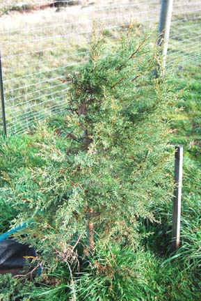 This plant was planted from the same group at the same time and under the same conditions as the two in the photos above.  It received the same treatement as those trees except that it was never munched on by the local deer.