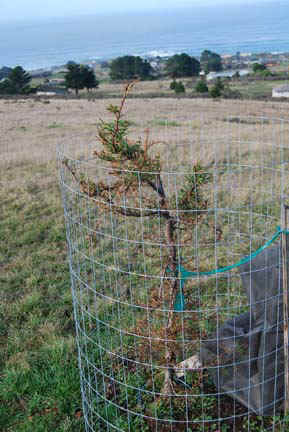 This plant received all the same treatment as the plants in the two photo direcly below.