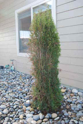 This tree is so adaptable and versatile; the possibilities are endless, making Emerald Green Thuja an extremely popular hedge tree