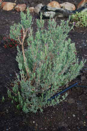 Winter after heavy pruning