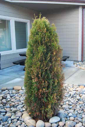 This tree is so adaptable and versatile; the possibilities are endless, making Emerald Green Thuja an extremely popular hedge tree