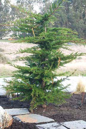 This health  tree has also been munched on by the local deer.  It was transplanted from a 5 gallon bucket that it was kept in for 2 years - at the same time and under the same conditions as the two in the photos above.