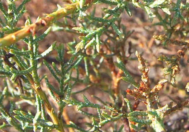 This plant is the same plant as the left one.  Note the pattern of white spots on all growth, both live and dead.......