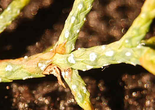 This plant is the same plant that the close up to the right is of.  Note the regularity of the spots.  One on each scale, except for the very newest growth.