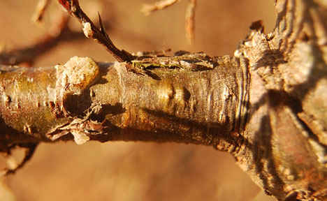 Sap has been found seeping from many branches of all the effected trees.