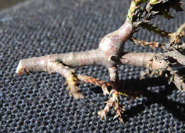 This plant is the same plant that the close up to the right is of.  The presence on the bulge is common among the effected trees.