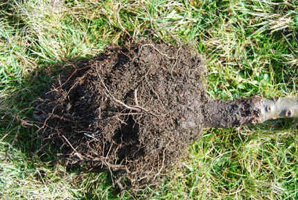 Probably root bound - was planted as a 5 gallon