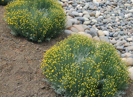 Dwarf Lavender Cotton-i.jpg (134978 bytes)