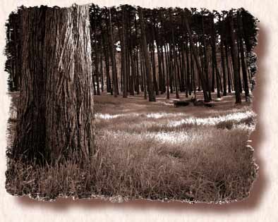 Cypress Grove